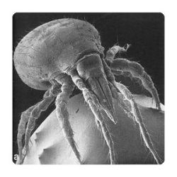 Dust Mite Pillow