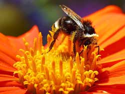 Bee on an orange flower