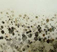 Causes of Air Pollution:  Mold