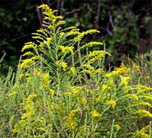 Common ragweed