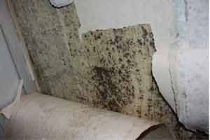 Black Mold