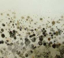 Causes of Air Pollution: Mold