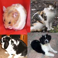 Cat, Dog, Rabbit, Hamster